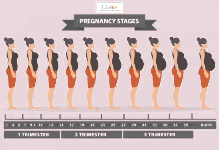 First Trimester (Weeks 1–12): Early Changes You Might Not Notice Woodford